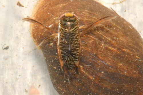 Hesperocorixa sahlbergi